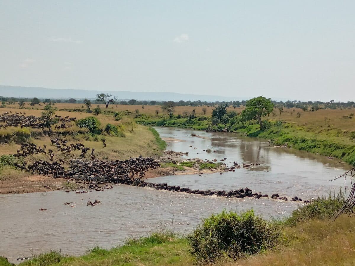 foto · manada cruzando la llanura del Serengeti
