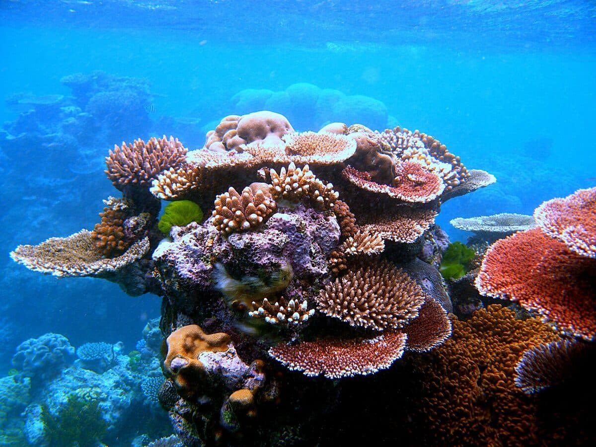 foto · formación de coral y peces en la Gran Barrera